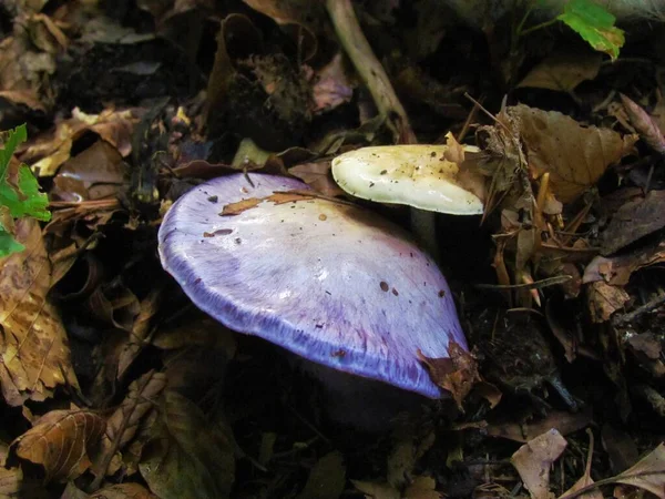 Paarse Paddenstoelen Halve Cirkelvorm — Stockfoto