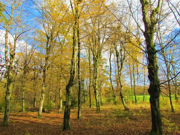 Floresta Viga Europeia Autum Outono Cores Amarelas Sorsko Polje Eslovênia — Fotografia de Stock