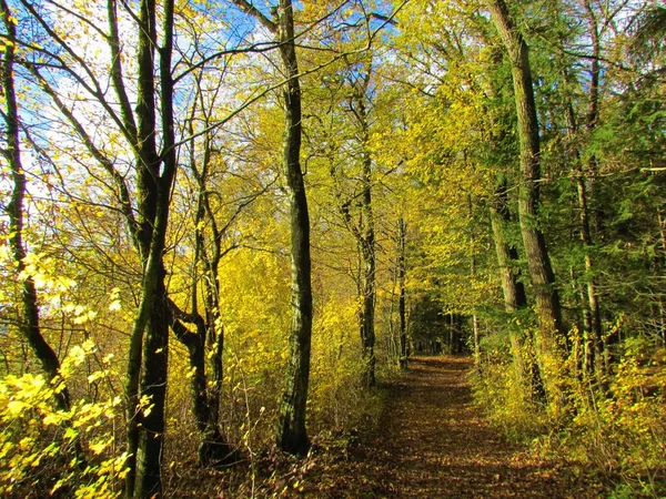 Vuile Weg Die Door Een Europees Haagbeuk Bos Leidt Gele — Stockfoto