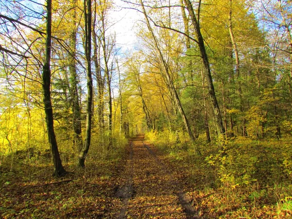 Schotterpiste Die Durch Einen Europäischen Hainbuchenwald Gelber Herbst Oder Herbstfarbe — Stockfoto