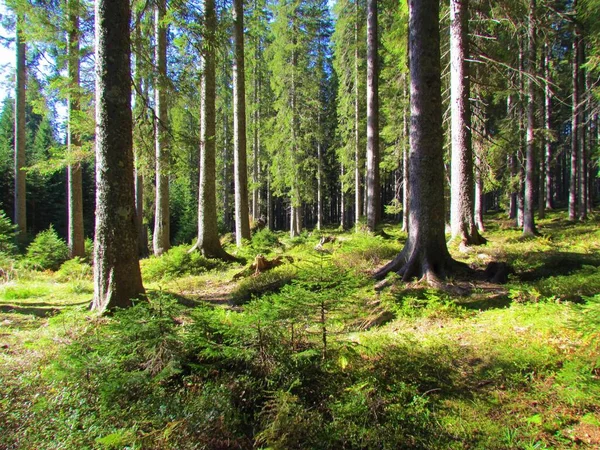Φωτεινό Ηλιόλουστο Ευρωπαϊκό Δάσος Ερυθρελάτης Στην Pokljuka Στο Εθνικό Πάρκο — Φωτογραφία Αρχείου
