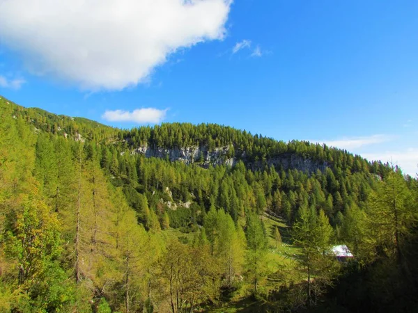 Сценический Вид Европейские Лиственничные Леса Покрытые Склонами Горами Над Липанкой — стоковое фото