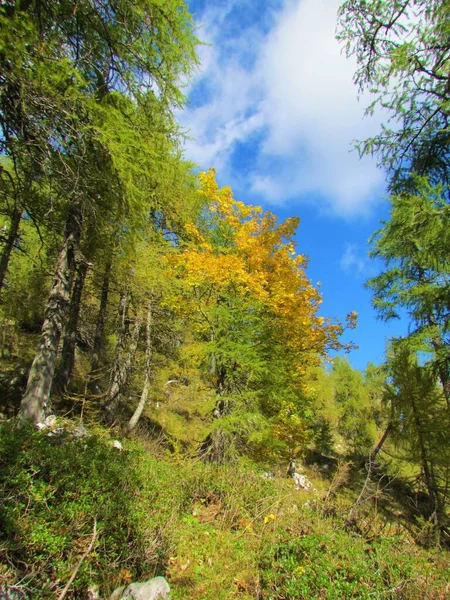 Bosque Alerce Europeo Sobre Lipanca Parque Nacional Triglav Eslovenia Con — Foto de Stock
