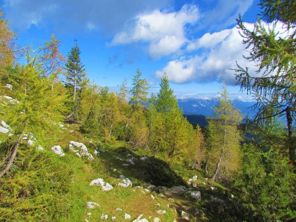 Europeisk Lärkskog Bälg Toppen Mrezce Berget Och Ovanför Lipanca Triglav — Stockfoto