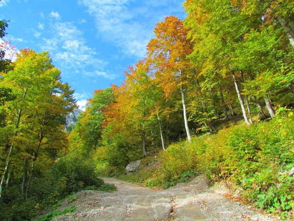 Cesta Zelenici Slovinsku Obklopená Podzimně Červeným Žlutým Zeleným Bukovým Mírným — Stock fotografie