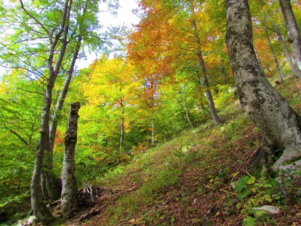 Colorido Bosque Hayas Europeo Montaña Otoño Colores Amarillo Rojo Verde — Foto de Stock