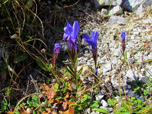 Close Blue Blooming Gentianella Ciliata Growing Rocky Mountain Meadow — Stock Photo, Image