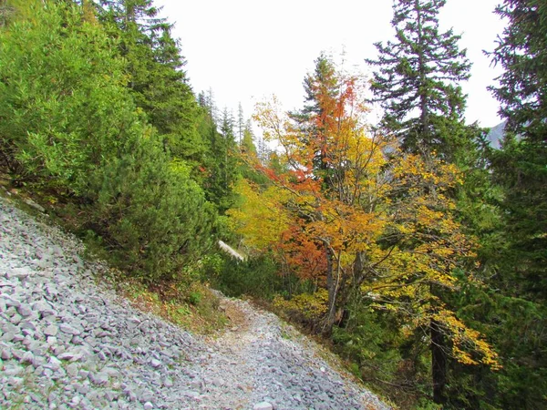 Weg Die Leidt Een Berghelling Prachtige Herfst Geel Rood Gekleurde — Stockfoto