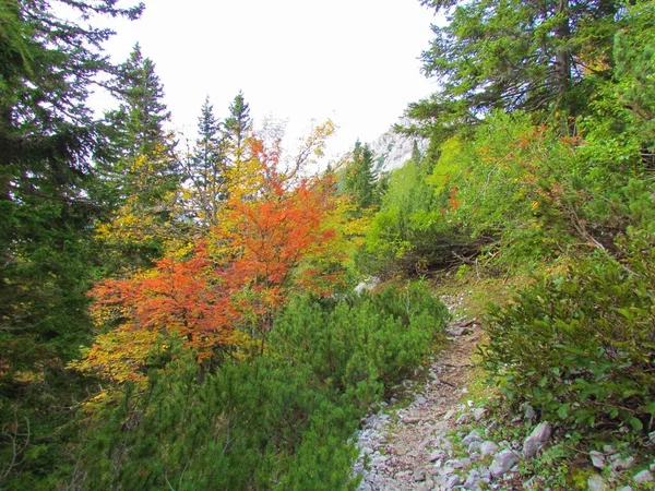 Prachtige Kleurrijke Alpine Landschap Met Kruipende Dennen Een Rowan Bergas — Stockfoto