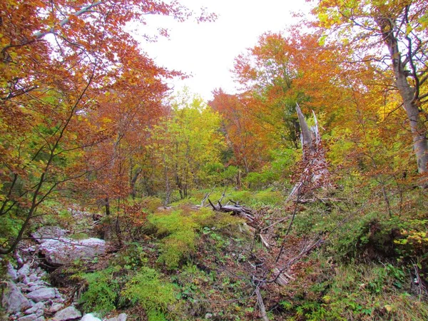 Sonbaharda sarı, kırmızı ve yeşil renklerde renkli Avrupa kayın ormanları