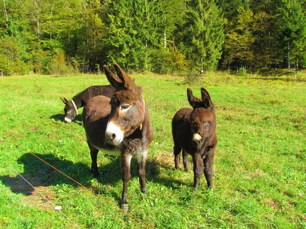 Donkey Ass Her Two Young Foals Sunny Meadow — Photo