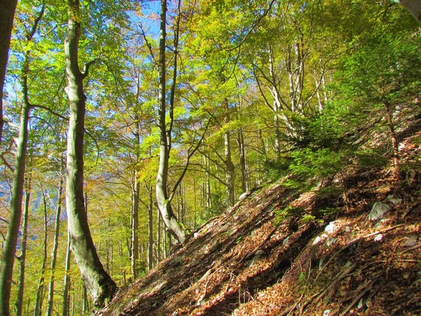 ヨーロッパブナの温帯 道の横にある黄色の秋の葉の森 — ストック写真