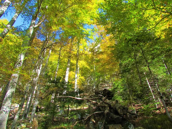 Európai Bükkfa Mérsékelt Lombhullató Lomblevelű Erdő — Stock Fotó