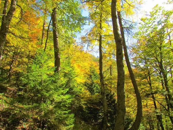 Bosque Haya Europeo Colorido Follaje Amarillo Naranja Verde Eslovenia — Foto de Stock