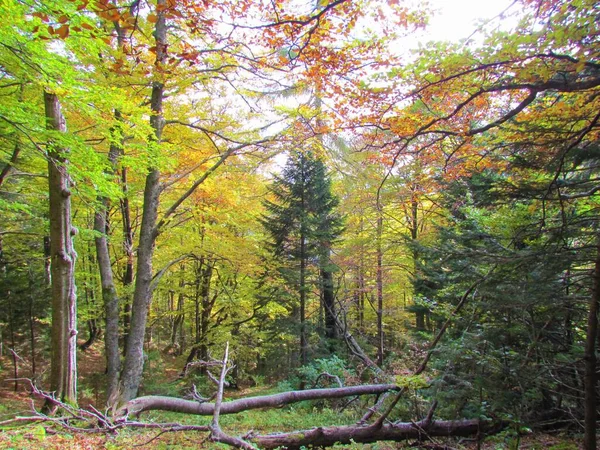 Bosque Haya Europeo Colorido Follaje Amarillo Naranja Verde — Foto de Stock