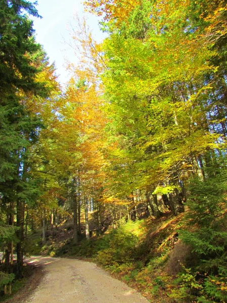 Camino Grava Que Pasa Por Bosque Hayas Abetos Colores Amarillo — Foto de Stock