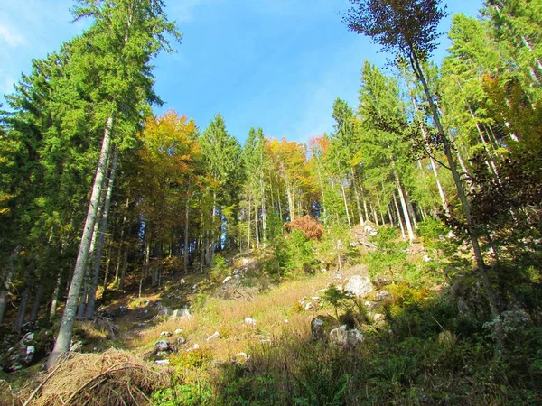 Abenteuer Herbst Hintergrund Schön Schönheit Buche Laubblatt Farbe Bunt Laub — Stockfoto