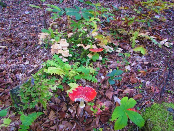 Par Mosca Agárica Mosca Amanita Amanita Muscaria Cogumelos Vermelhos Com — Fotografia de Stock