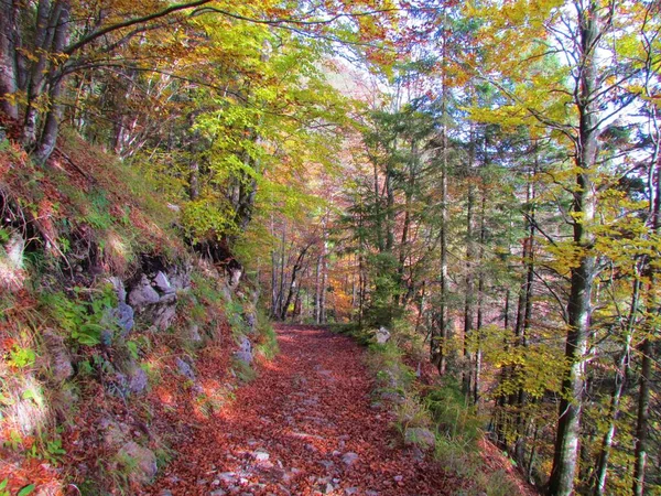 Der Weg Führt Vorbei Einem Bunten Buchenwald Den Herbstfarben Gelb — Stockfoto