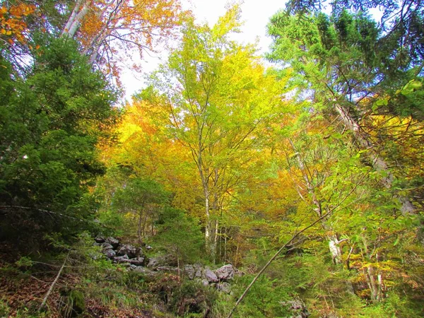 Slovenya Daki Kayın Ağacı Ladin Ağaçlarıyla Çevrili Sarı Sonbahar Renkleriyle — Stok fotoğraf