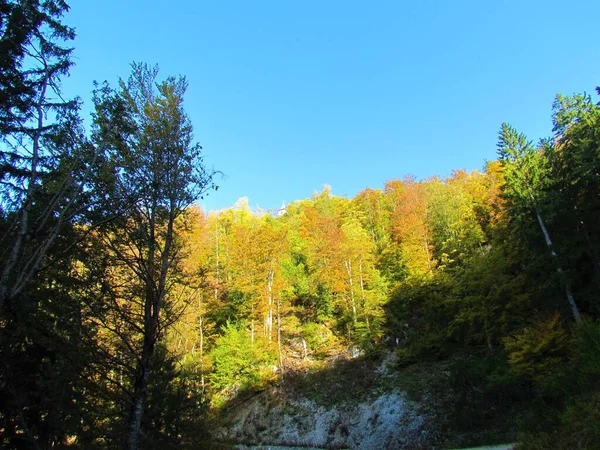 Холм Покрыт Широколиственными Лесами Оранжевой Желтой Осенью Осенней Листвы Свети — стоковое фото