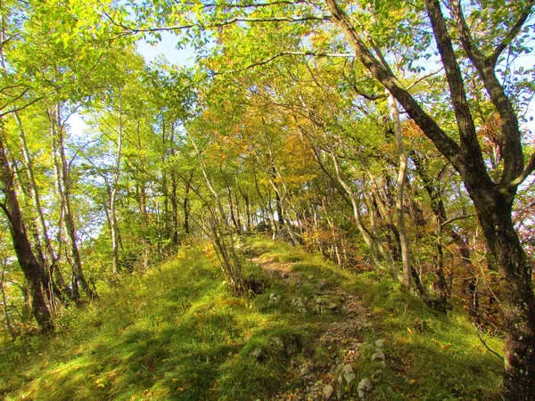 Хмелевые Рога Роговые Леса Желтой Оранжевой Осенью Осенью Святом Якобе — стоковое фото