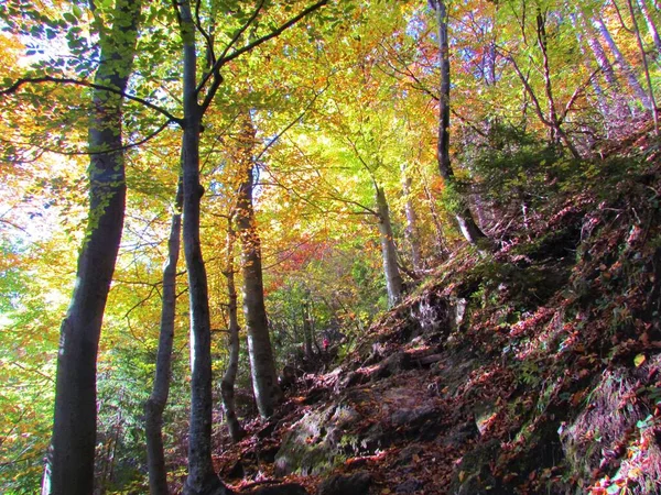 Farbenfroher Blick Auf Den Pfad Der Durch Einen Gemäßigten Laubwald — Stockfoto