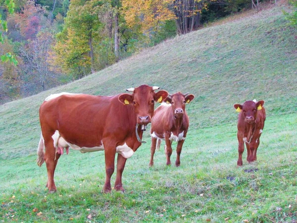 Madre Vaca Con Sus Dos Pantorrillas Mirando Cámara — Foto de Stock