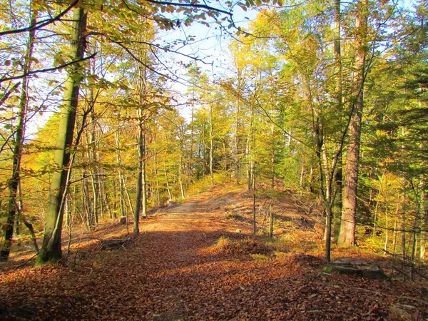 黄色の秋の葉を持つカラフルな温帯 落葉広葉ブナ林 — ストック写真