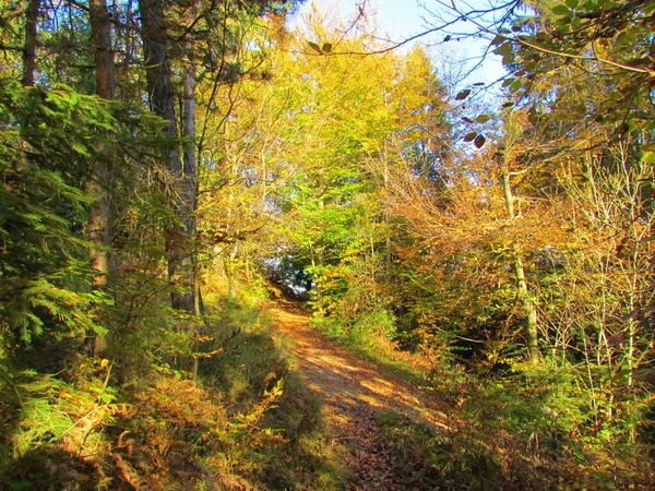 Forêt Hêtres Feuillus Feuillus Tempérés Colorés Avec Feuillage Jaune Automnal — Photo