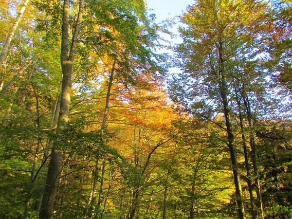 Forêt Hêtres Feuillus Feuillus Tempérés Colorés Avec Feuillage Jaune Automnal — Photo