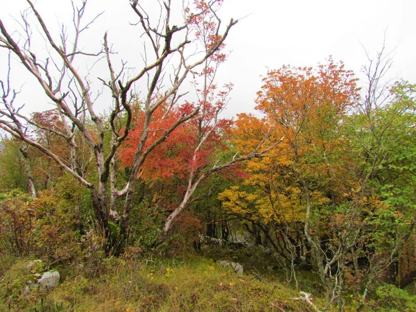 Manna Ash South European Flowering Ash Forest Red Yellow Autumn — Stock Photo, Image