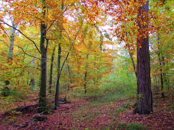 Hêtraie Européenne Colorée Feuillage Automne Rouge Orange Jaune Slovénie — Photo