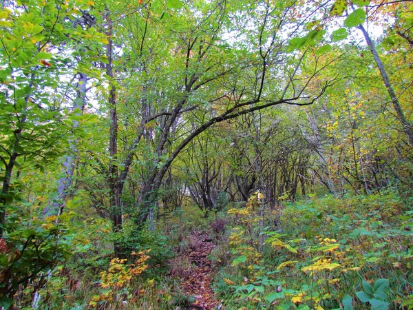 Colorido Bosque Europeo Carpe Lúpulo Follaje Otoño Amarillo Verde Eslovenia — Foto de Stock