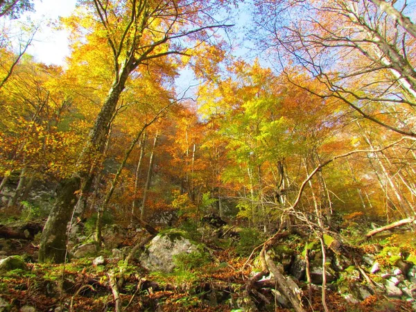 Bosque Haya Hoja Ancha Camino Komna Eslovenia Colores Naranja Amarillo — Foto de Stock