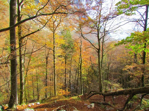 Bosque Haya Hoja Ancha Camino Komna Eslovenia Colores Naranja Amarillo —  Fotos de Stock