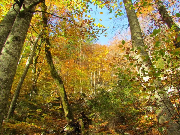 Slovenya Komna Yolu Üzerindeki Broadleaf Kayın Ormanları Turuncu Sarı Sonbahar — Stok fotoğraf