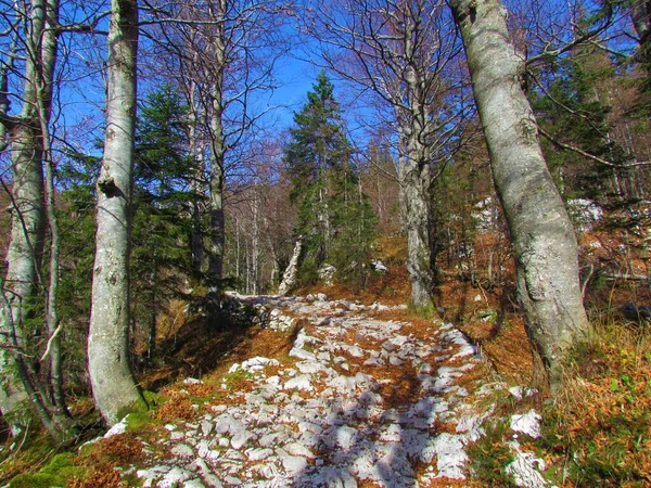 Breiter Weg Voller Felsen Auf Dem Weg Nach Komna Slowenien — Stockfoto