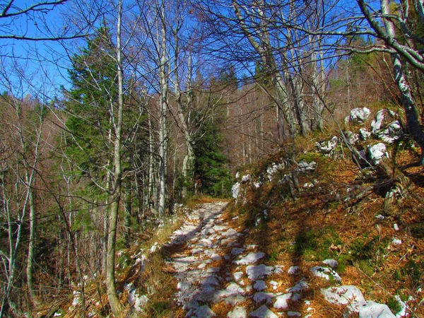スロベニアのコムナに向かう途中の岩だらけの広い道は 晴れた日にヨーロッパのブナやトウヒの森を通っています — ストック写真