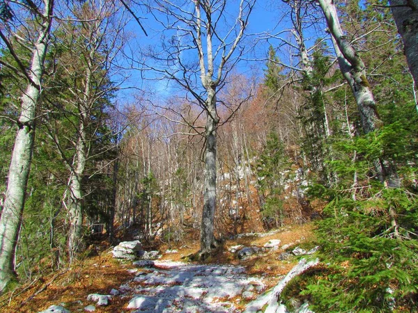 Grand Sentier Plein Rochers Sur Chemin Komna Slovénie Travers Une — Photo