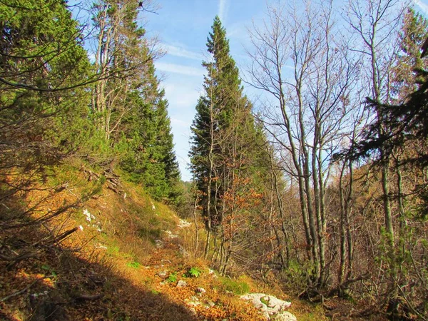 在特里格拉夫国家公园和斯洛文尼亚的朱利安阿尔卑斯 明亮的阳光照射的草地被稀疏地覆盖着无叶山毛榉和云杉树的风景所环绕 — 图库照片
