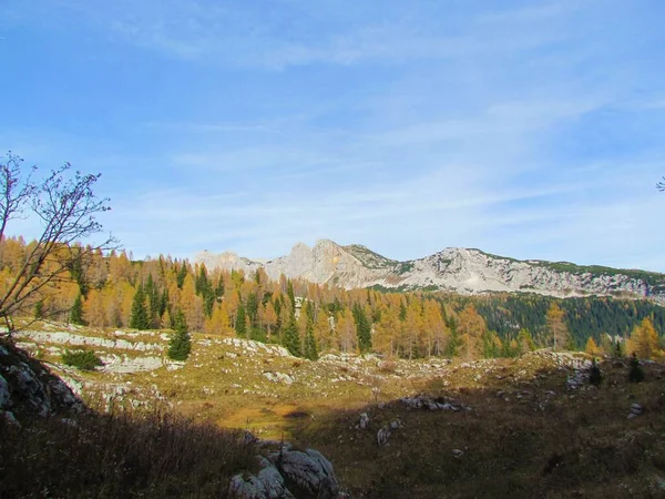 Alpská Krajina Pokrytá Smrky Podzimními Nebo Podzimními Zlatými Modříny Loukou — Stock fotografie