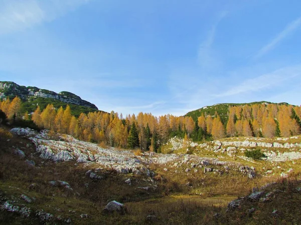 Paisaje Alpino Cubierto Pino Rastrero Árboles Alerce Color Dorado Otoño —  Fotos de Stock