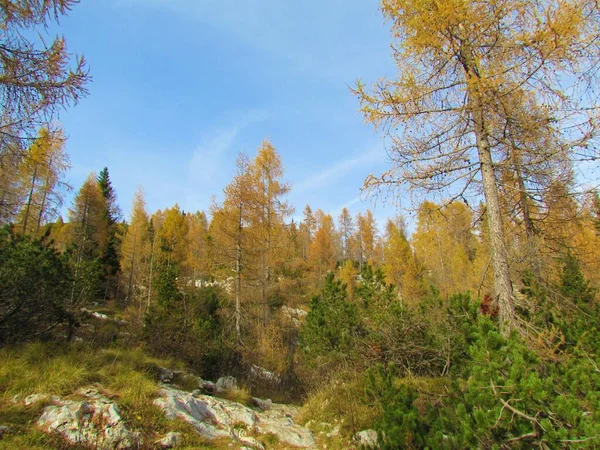 Landschaft Mit Herbstlich Gefärbten Goldenen Lärchen Und Kriechenden Kiefern Die — Stockfoto
