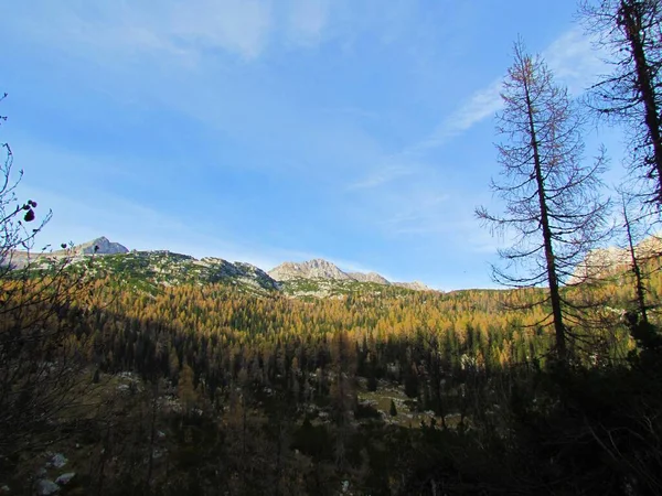 秋と秋にプラスキ ヴォーゲルのピークを持つ高山の風景を眺めたり トリグラフ国立公園の下に黄金のカラマツやトウヒの森 スロベニアのGrenjskaのJulian Alps — ストック写真