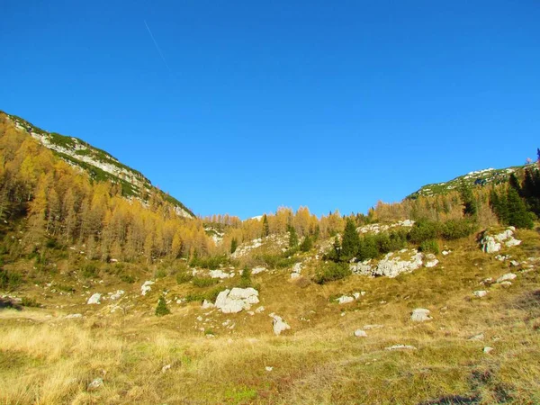 Alpská Podzimní Nebo Podzimní Krajina Pokrytá Loukou Plíživým Borovým Zlatavým — Stock fotografie
