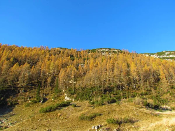 Steiler Vom Sonnenlicht Beleuchteter Hang Mit Herbstlich Oder Herbstlich Goldfarbenen — Stockfoto