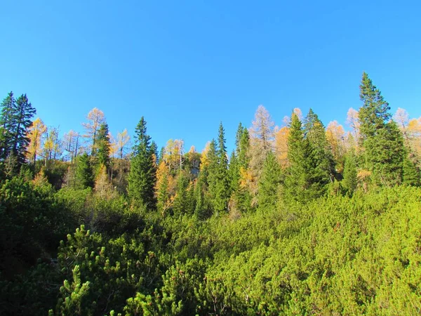 Paisagem Alpina Outono Com Larício Dourado Árvores Abeto Pinheiro Rastejante — Fotografia de Stock