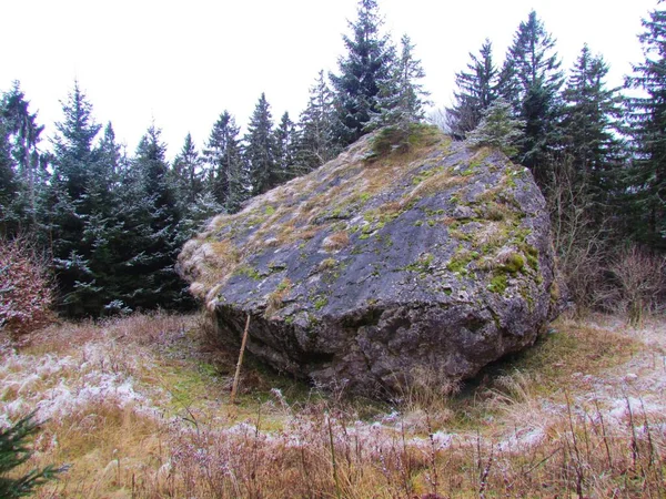슬로베니아의 가문비나무 겨울이면 얼어붙은 초원에 빙하의 스러운 돌덩어리들이 쌓였다 — 스톡 사진