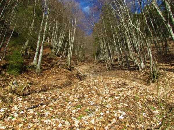 Lumineux Défrichement Ensoleillé Couvert Feuilles Érable Une Forêt Dans Dos — Photo